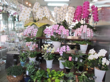 「フローリスト寺町」　（愛媛県今治市）の花屋店舗写真3