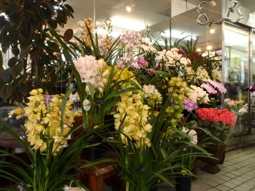 「フローリスト寺町」　（愛媛県今治市）の花屋店舗写真2
